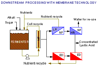 Downstream Processing Flow Chart